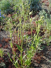 silene multinervia